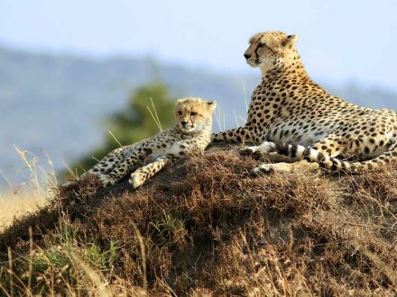 Cheetahs in tanzania