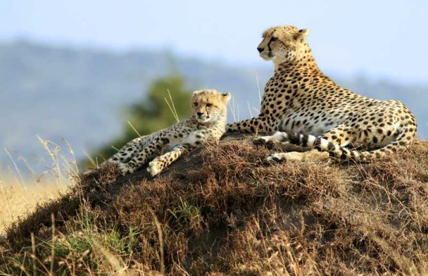 Cheetahs in tanzania