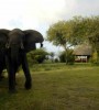Elephant in camp Selous