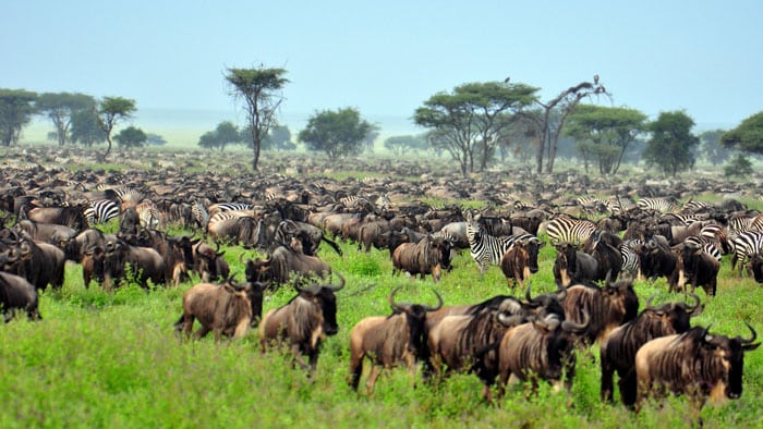 great-migration-serengeti