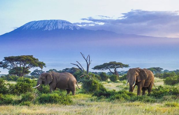 mount kilimanjaro national park