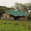 Nasikia Mobile Camp Ndutu- view