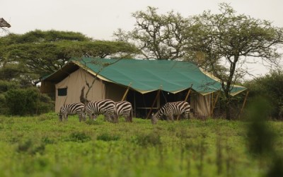 Nasikia Mobile Camp Ndutu- view