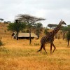 Nieleze Serengeti