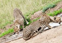 cheetah drinking water
