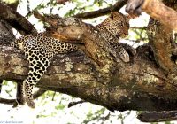 cheetah on the tree