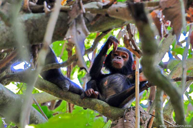 chimp in malahe tanzania