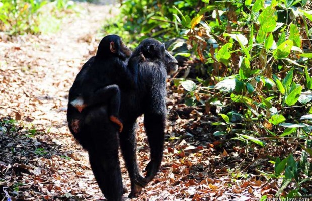 chimp with mother
