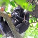 chimpanzee in mahale tanzania