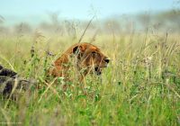 lion hiding in the grass