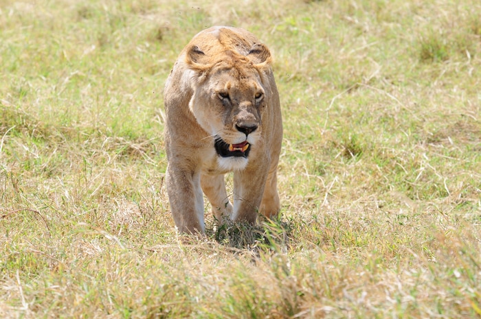 lion safari tour