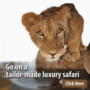 tailor-made safari