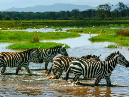 zebras in tanzania